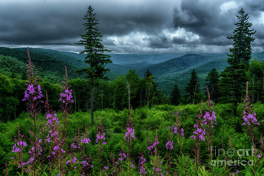 Fireweed on the Mountain Photograph by Thomas R Fletcher