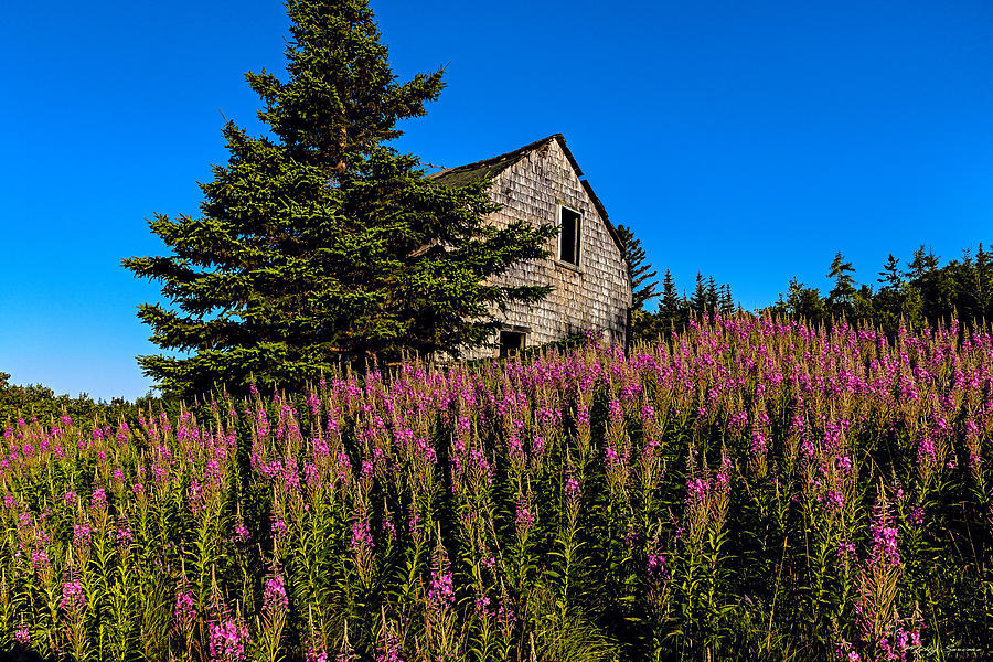 Fireweed Resurgence Photograph by Marty Saccone