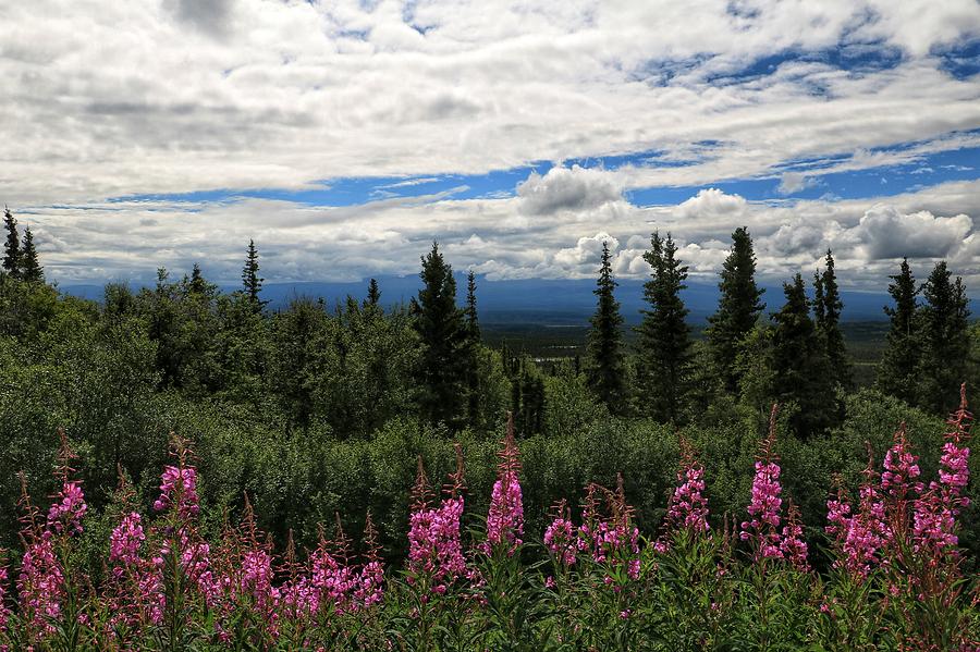 Fireweed Photograph by Ross Kestin