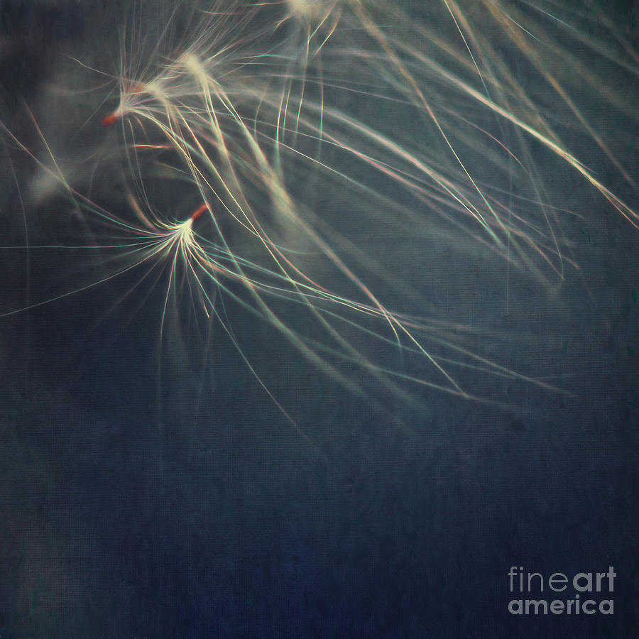Nature Photograph - Fireweed Seeds by Priska Wettstein