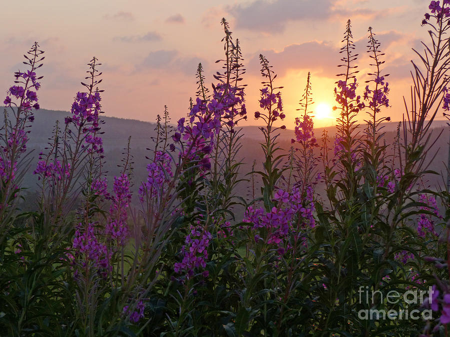 Fireweed at Sunset Photograph by Phil Banks