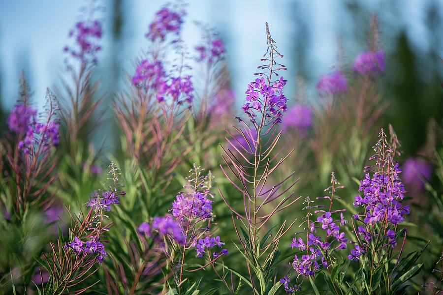 Fireweed Photograph by Valerie Pond