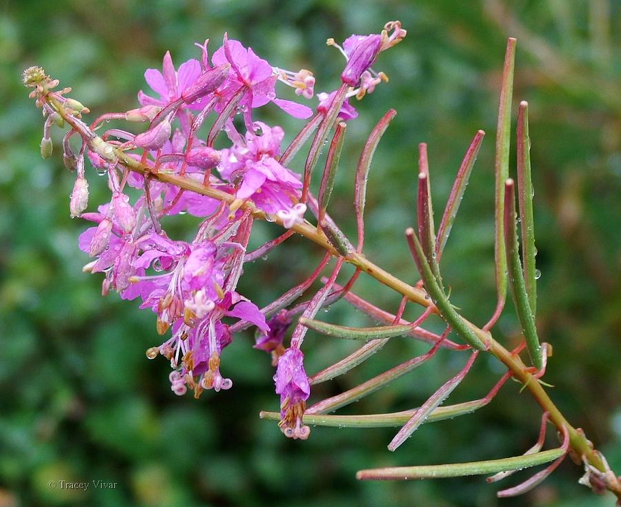 Fireweed with Dew Drops Photograph by Tracey Vivar
