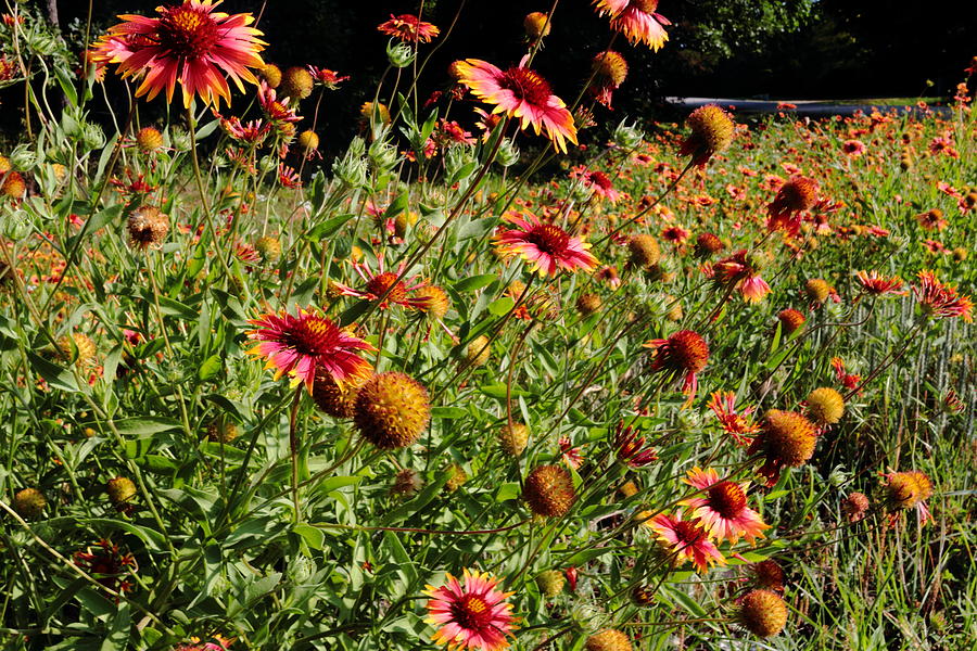 Firewheel Wildflower Photograph
