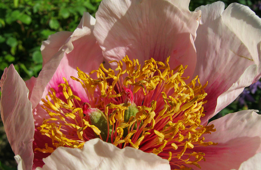 Firework peony Photograph by Luriel Pleh - Pixels