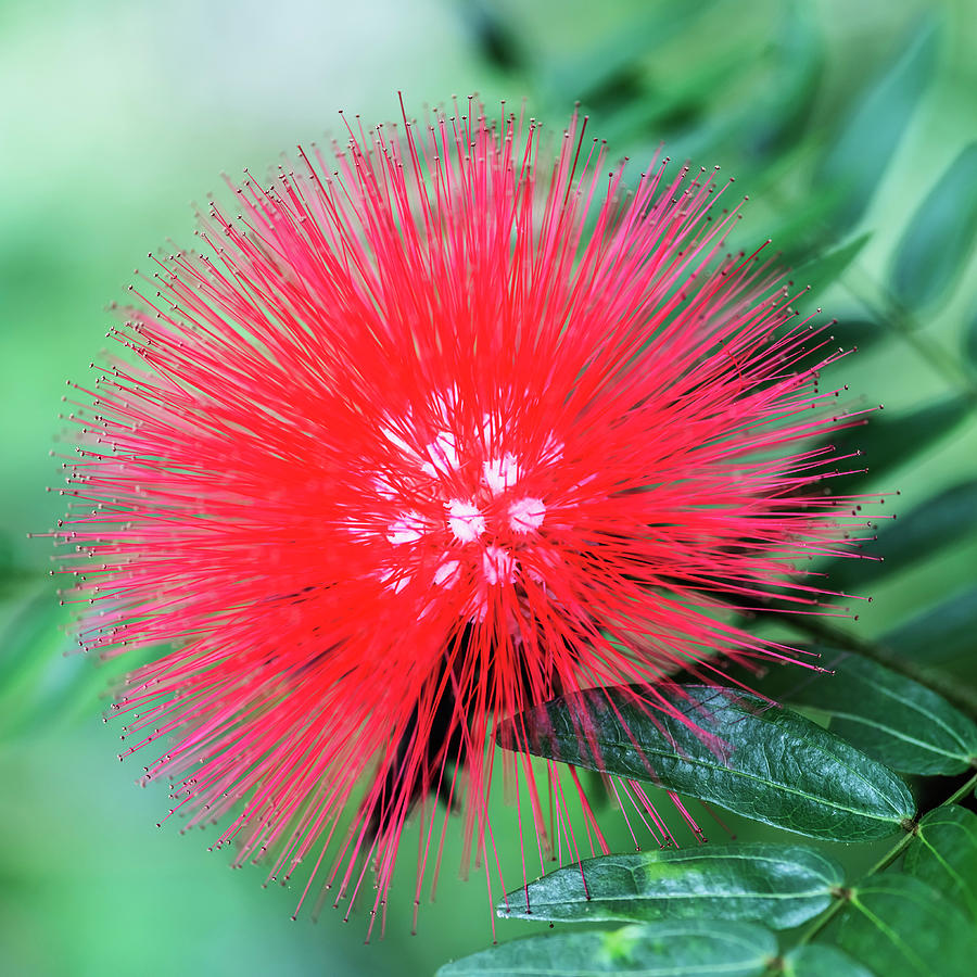 Fireworks flower in nature Photograph by Vishwanath Bhat
