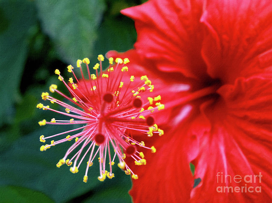 Fireworks Photograph - Fireworks - Hibiscus by Kaye Menner