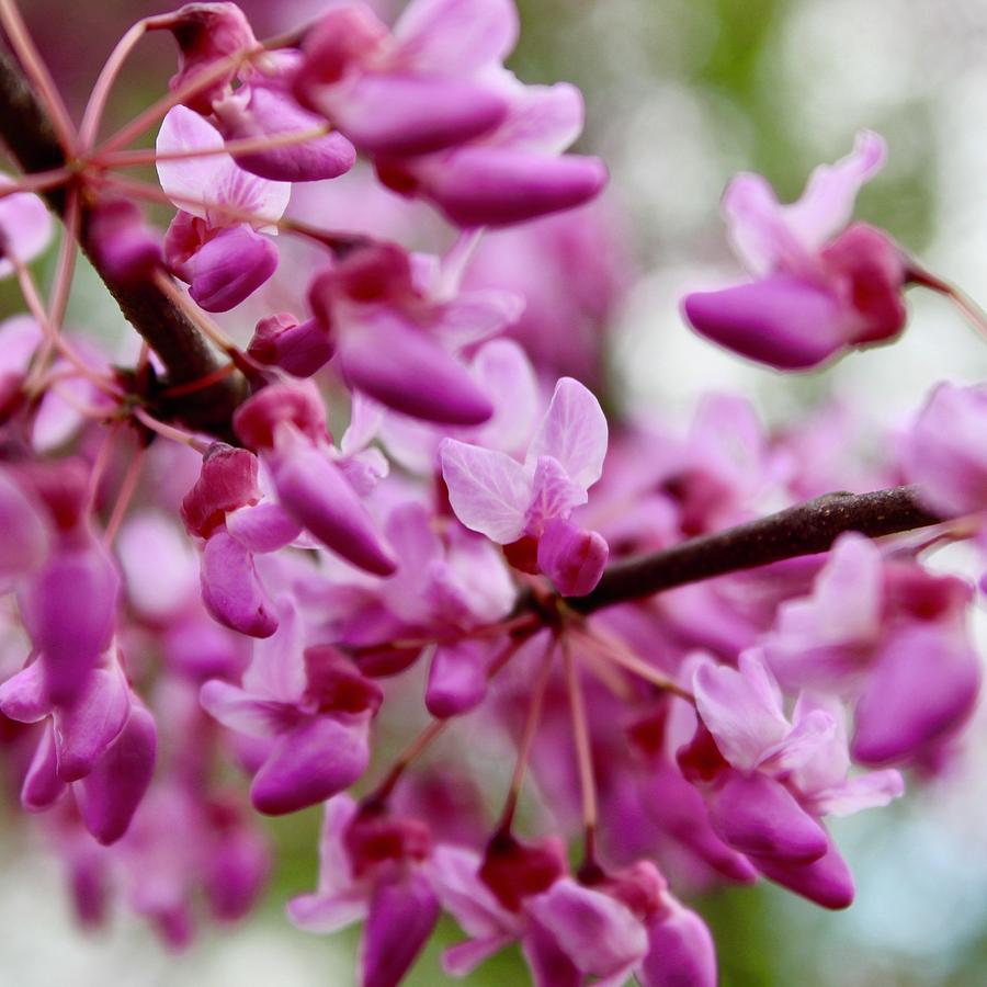 Fireworks of Redbud Blooms Photograph by M E