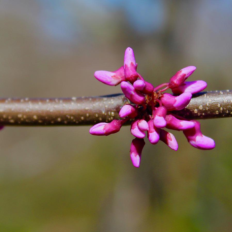 Fireworks of the Redbud Tree Photograph by M E