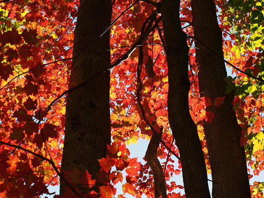 Firey Autumn Color Photograph by Dorothy Lee