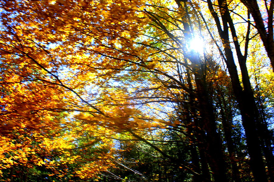 Firey Trees Photograph by Amanda McKenney - Pixels