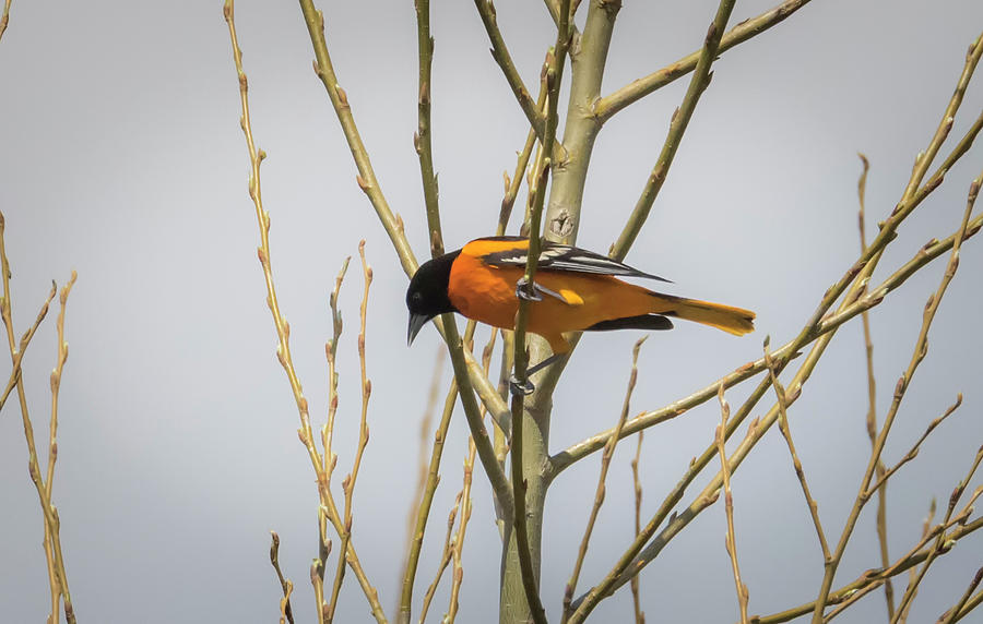 Bird Photograph - First Baltimore Oriole of The Year  by Ricky L Jones