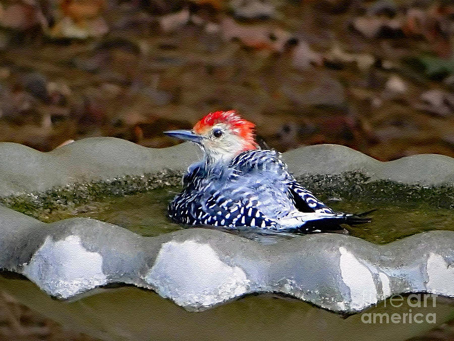 Woodpecker Photograph - First Bath by Sue Melvin