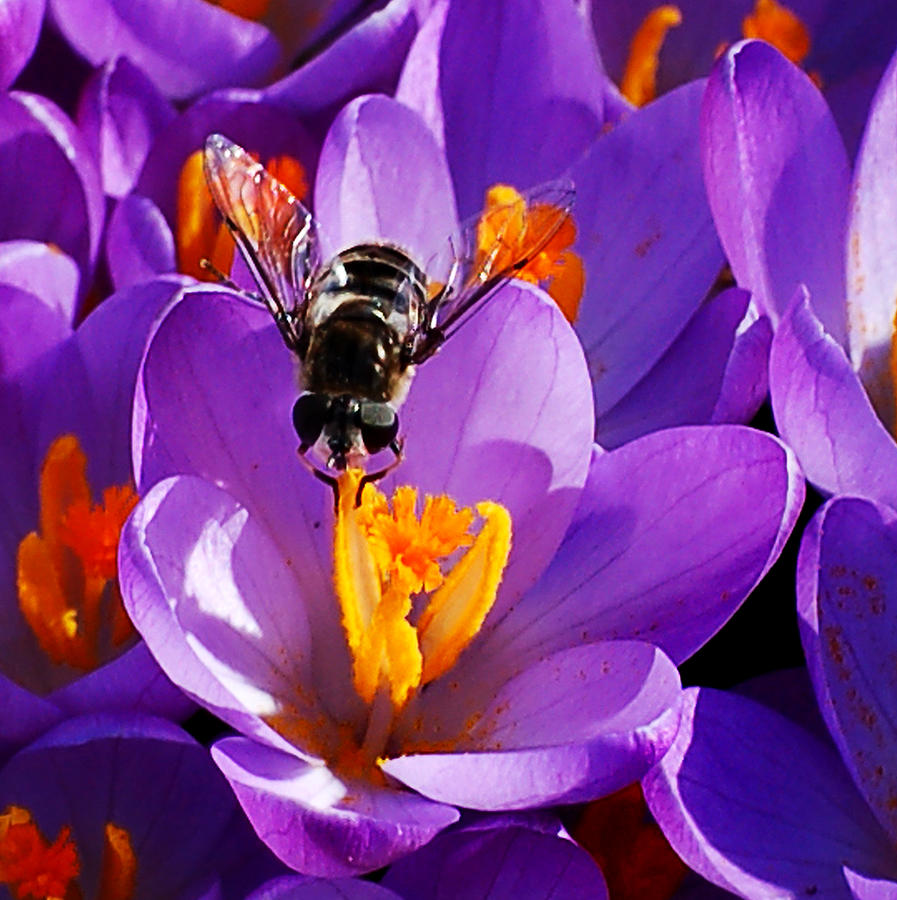 First Bee of Spring Photograph by Kathleen Stephens