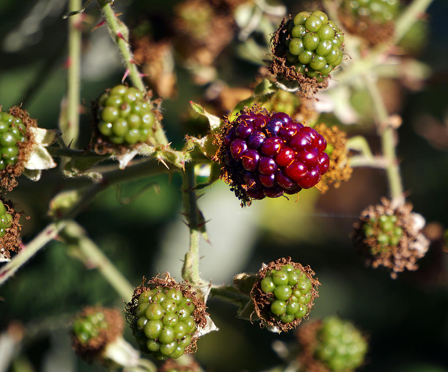 First Blackberry of the Season Photograph by Wayne Enslow
