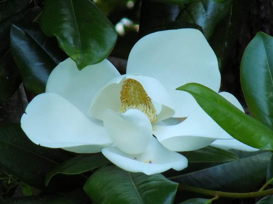 Magnolia Movie Photograph - First Bloom by Cindy Gray