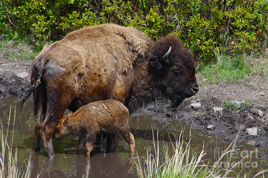  Birth of a Bison newborn baby calf with its mother Photograph by Karon Melillo DeVega
