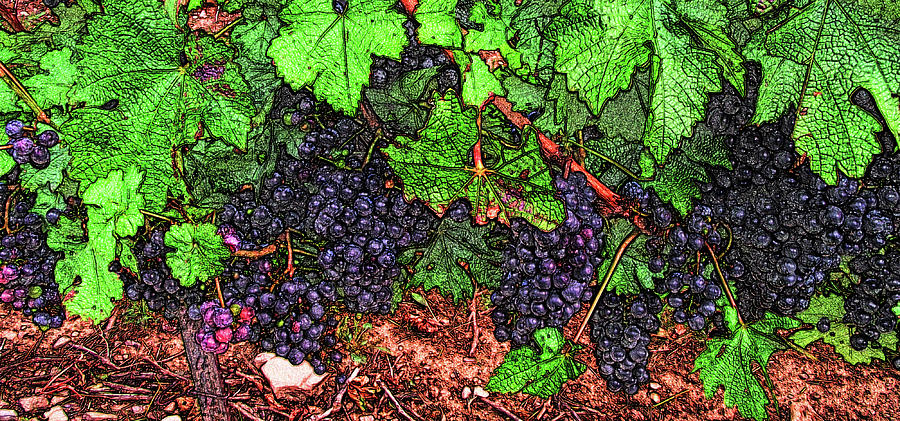 First Came The Grape Digital Art by Leslie Montgomery