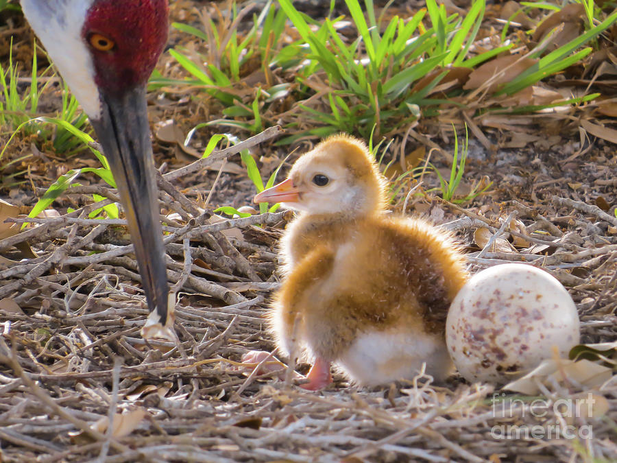 Bird Photograph - First chick by Zina Stromberg