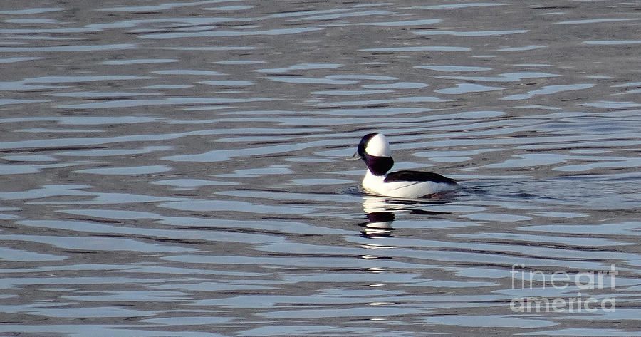 First Day of Spring Bufflehead2 Photograph by Christopher Plummer