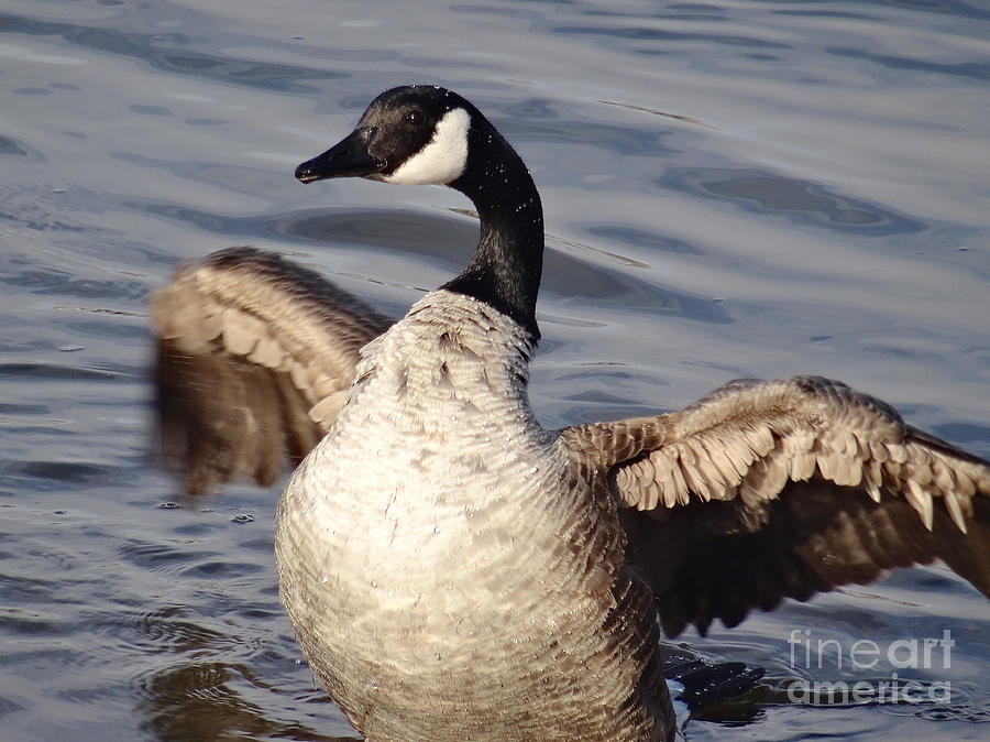 First Day of Spring Goose Photograph by Christopher Plummer