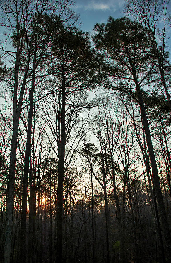 First Day of Spring, North Carolina Pines Photograph by Jim Moore