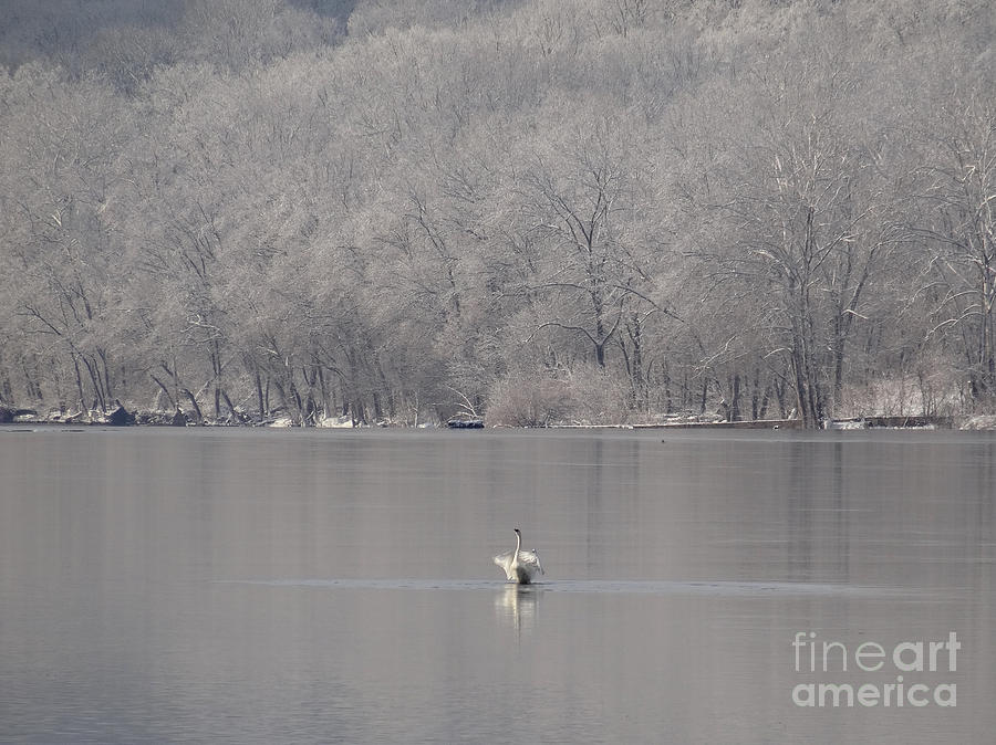 First Day of Spring Swan Lake Photograph by Christopher Plummer