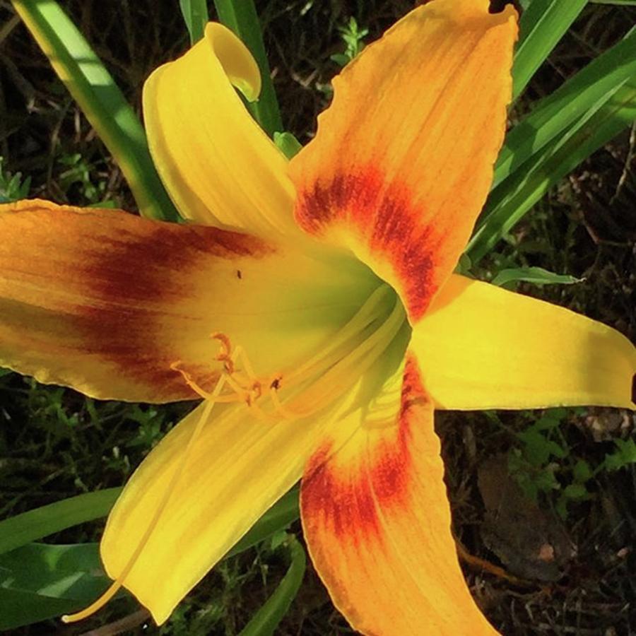 First Daylily Bloom #naturesbeauty Photograph by Joan McCool