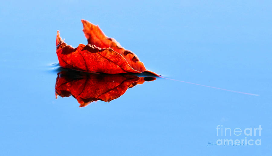 Fall Photograph - First Fall Leaf by Sandra Huston