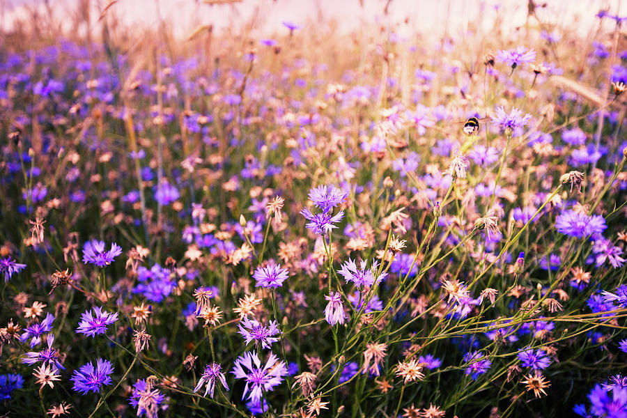 Bumble Bee Photograph - First Flight by Radek Spanninger Bumble Bee Photograph - First Flight by Radek Spanninger