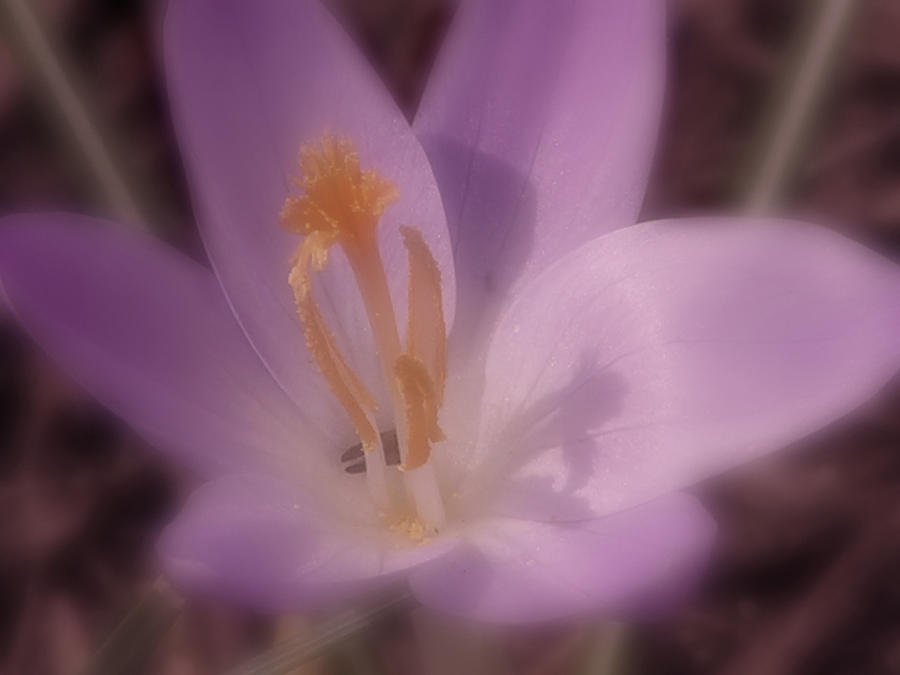 First Flower Of Spring Photograph by Ken Krolikowski