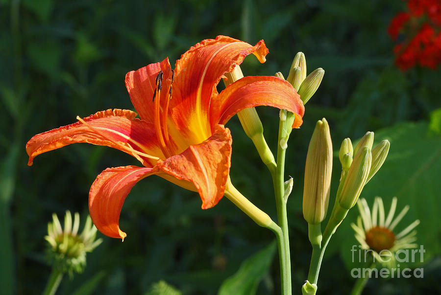 First Flower on this Lily Plant Photograph by Steve Augustin