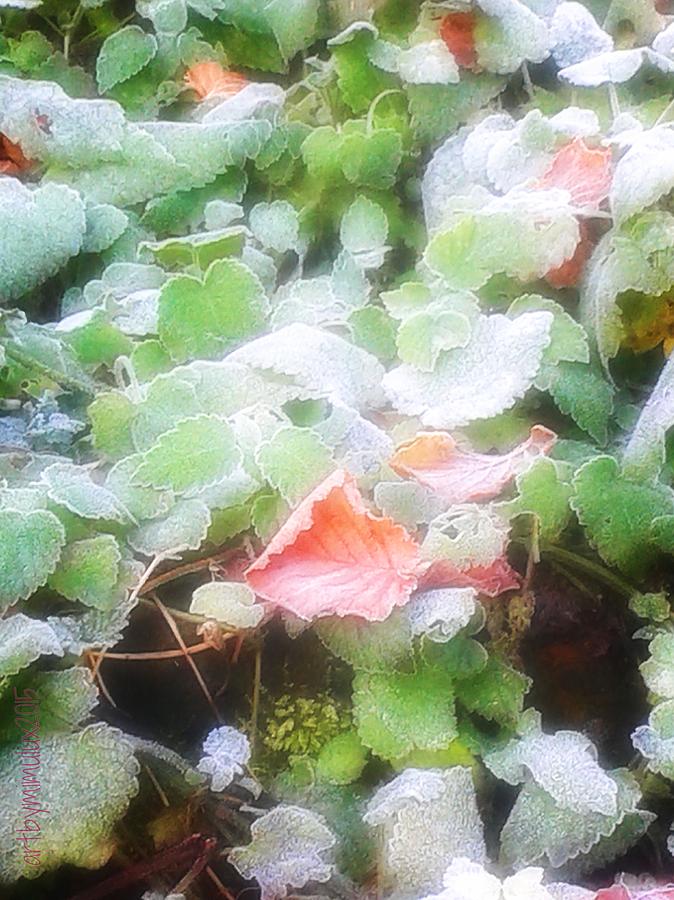 First Frost - First November Photograph by Mimulux Patricia No