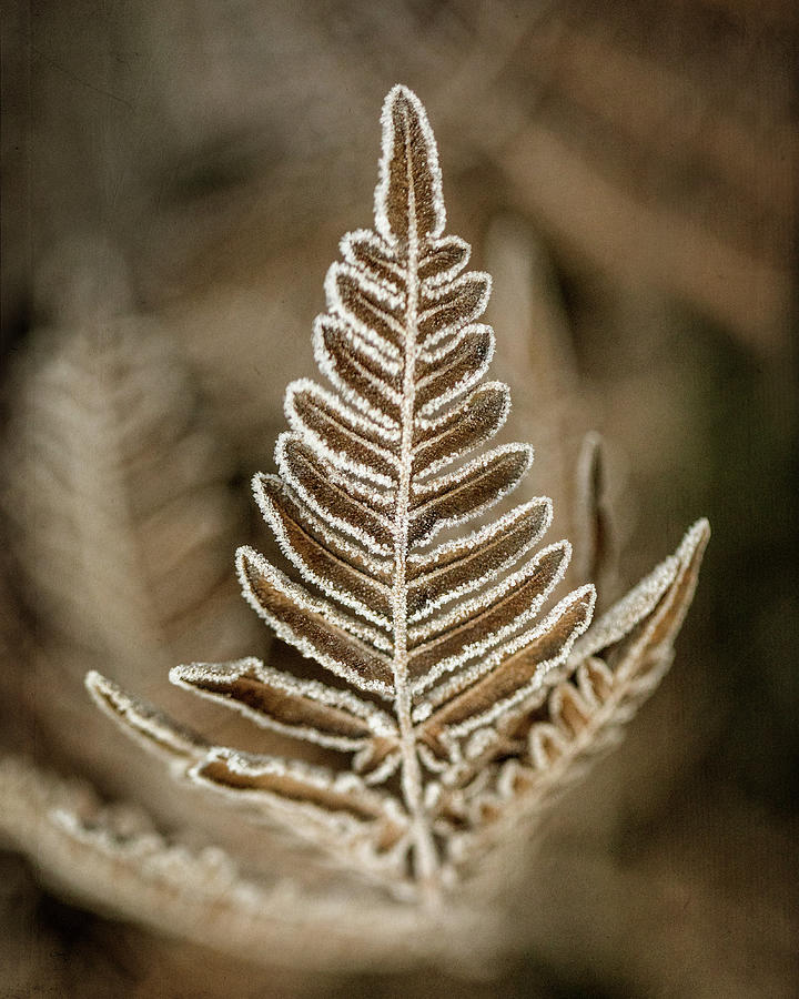 First Frost Photograph