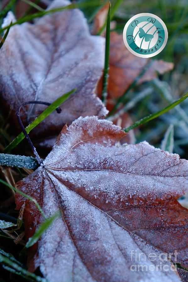 First Frost6 Photograph