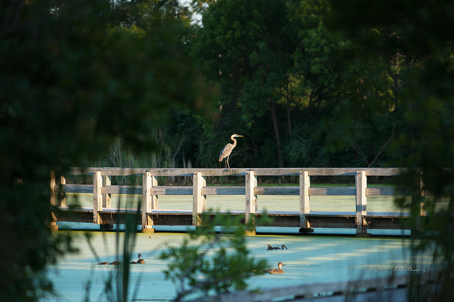 First Glimpse Great Blue Heron Photograph by Ed Peterson