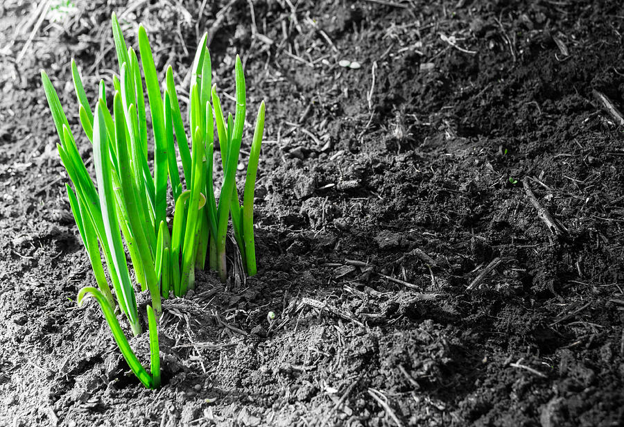 First Green Shoots of Spring and Dirt Photograph by John Williams