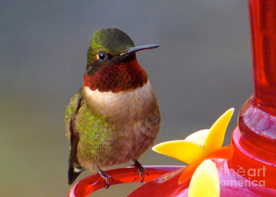 First Hummer of 2015 Photograph by Jean Wright