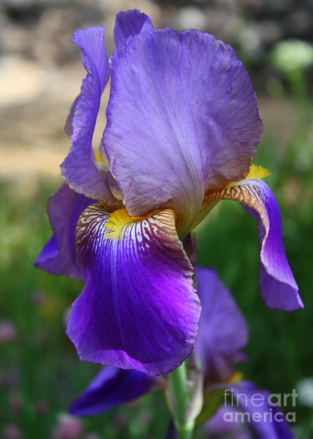 Iris Photograph - First Iris by Carol Groenen