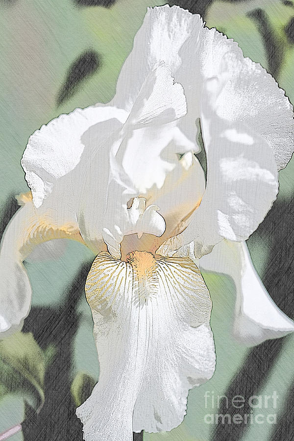 First Iris of the Summer Mixed Media by Sherry Hallemeier