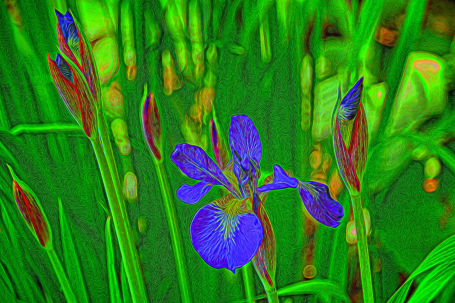 First Iris to Bloom Photograph by Dennis Lundell