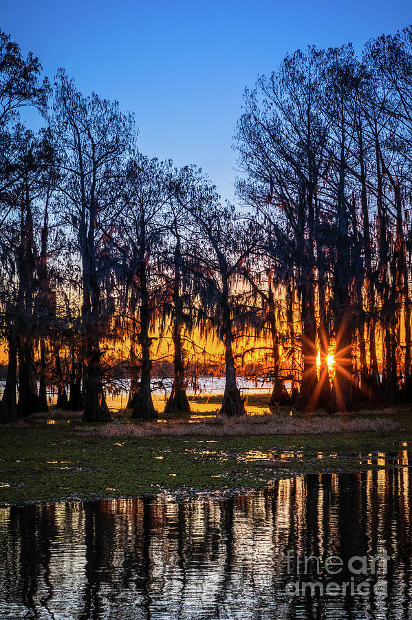 Nature Photograph - First Light at Caddo Lake by Inge Johnsson