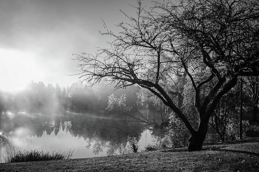 First Light Fog - Black and White Photograph by Susan McMenamin