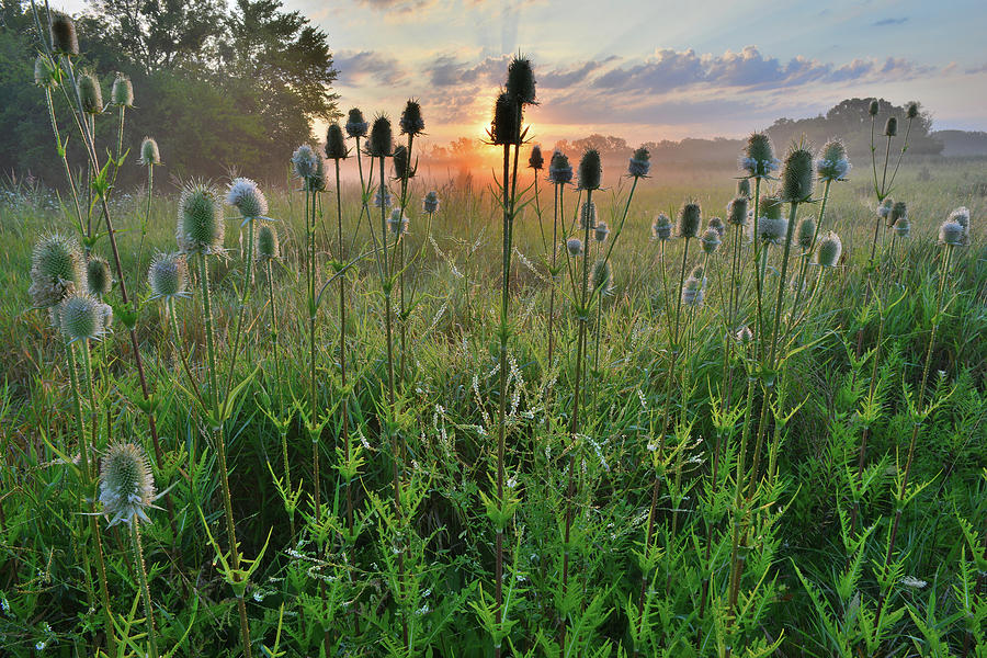First Light in Lakewood Forest Preserve Photograph by Ray Mathis