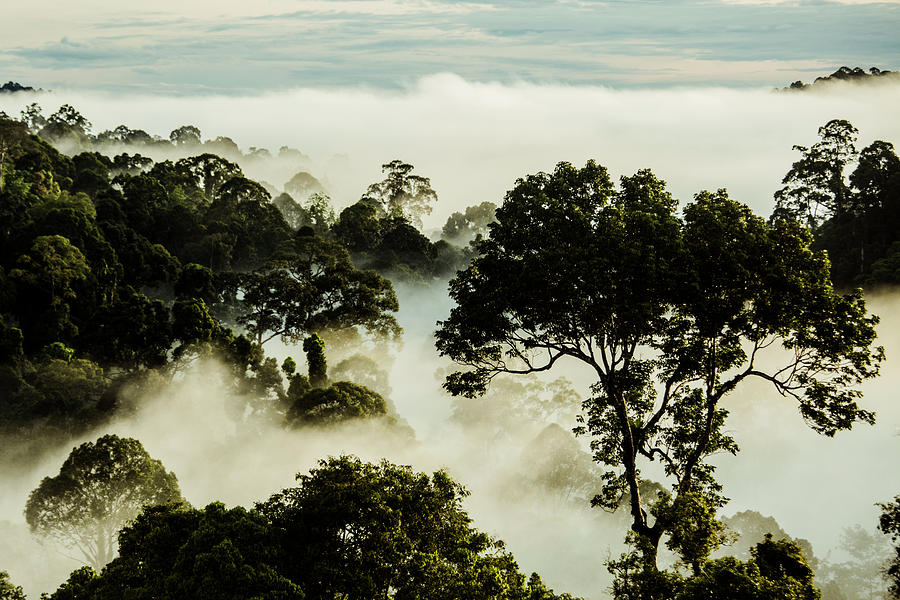 First Light in the Rainforest Photograph by Julian Regan - Fine Art America