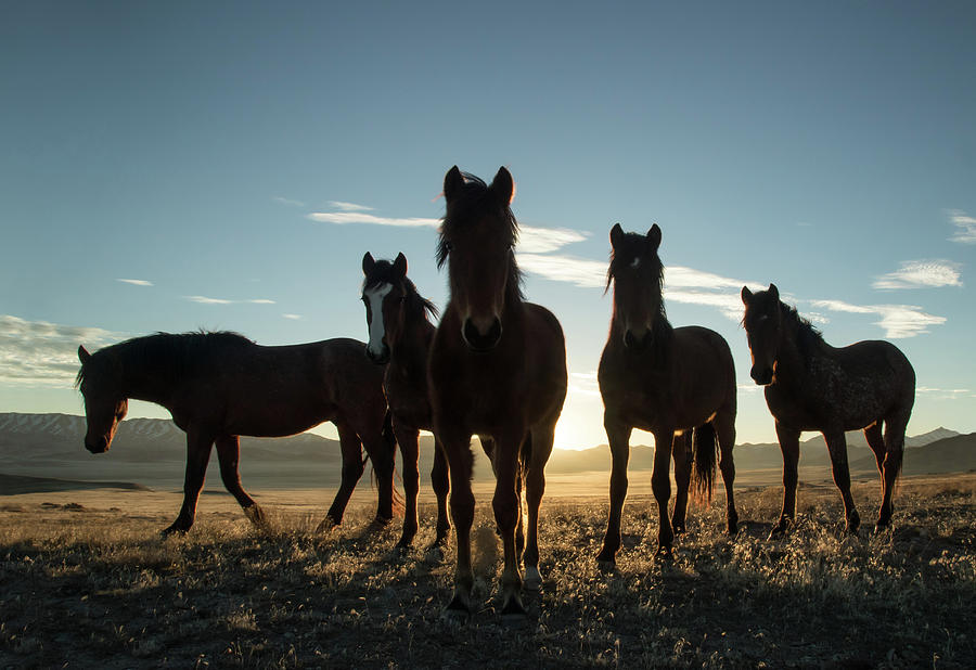 First Light Mustangs Photograph by Kent Keller