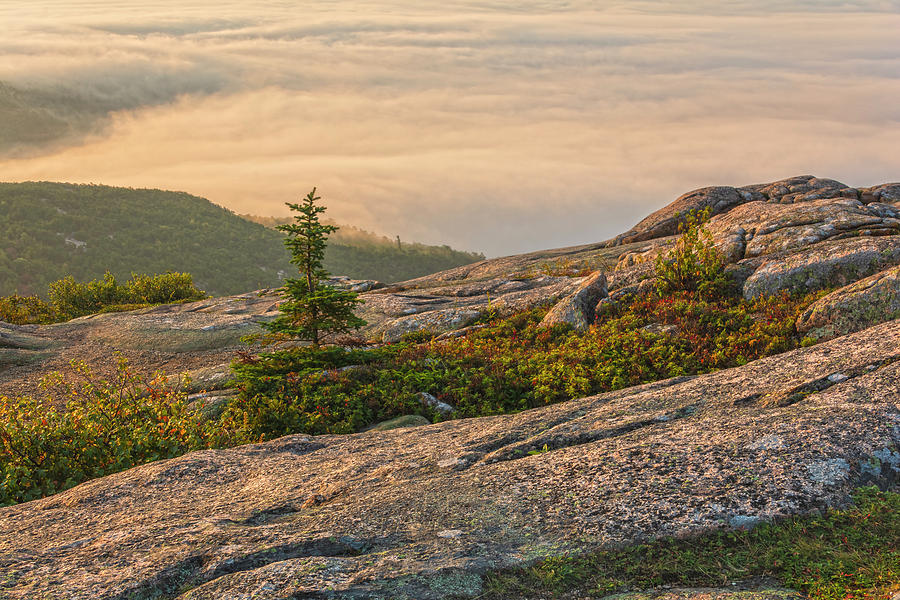 First Light On Cadillac Mountain Photograph by Angelo Marcialis