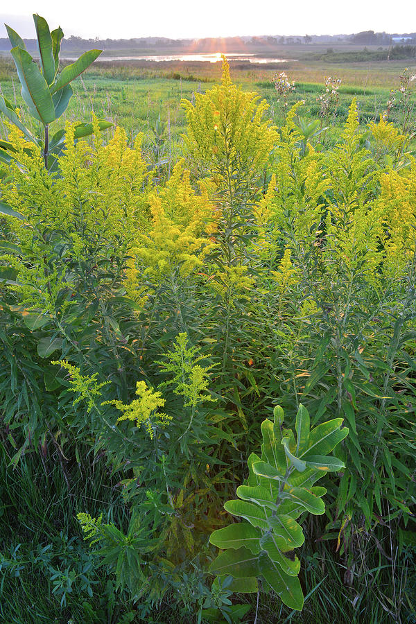 First Light on Glacial Park Goldenrod Photograph by Ray Mathis