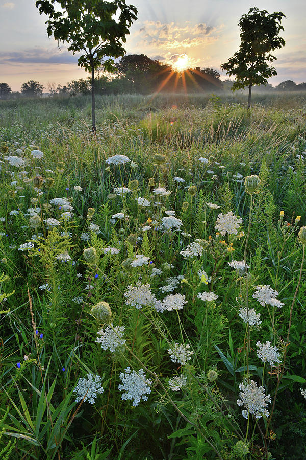 First Light on Queen Annes Lace in Lakewood Photograph by Ray Mathis