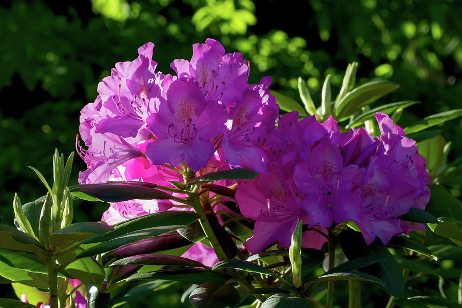 First Light on the Rhododendrons Photograph by John Haldane